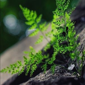 Meet your Posher, Frances